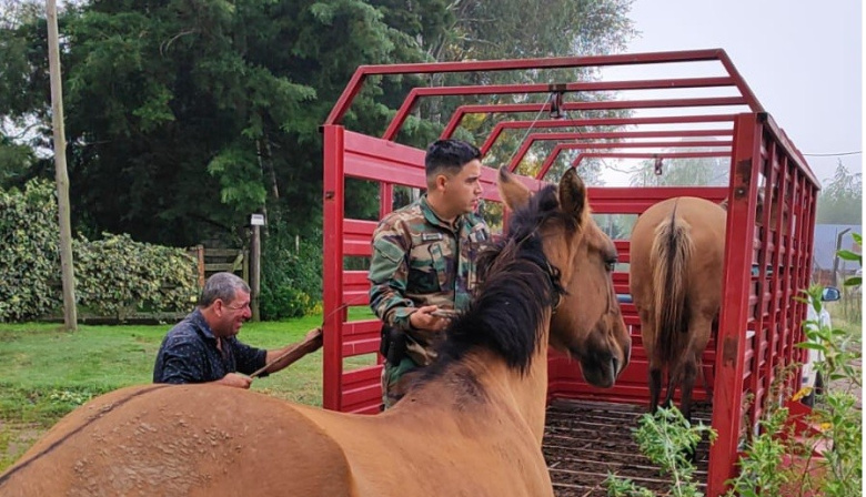 Nuevo secuestro de equinos sueltos en la vía pública