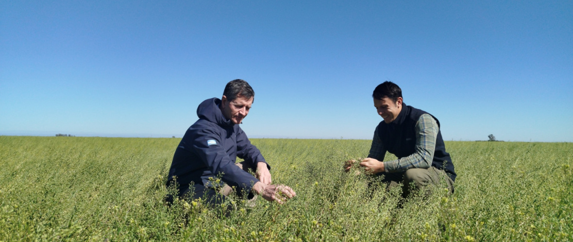 Realizaron ensayos de cultivo de camelina en Junín, una oleaginosa que impulsa el combustible del futuro