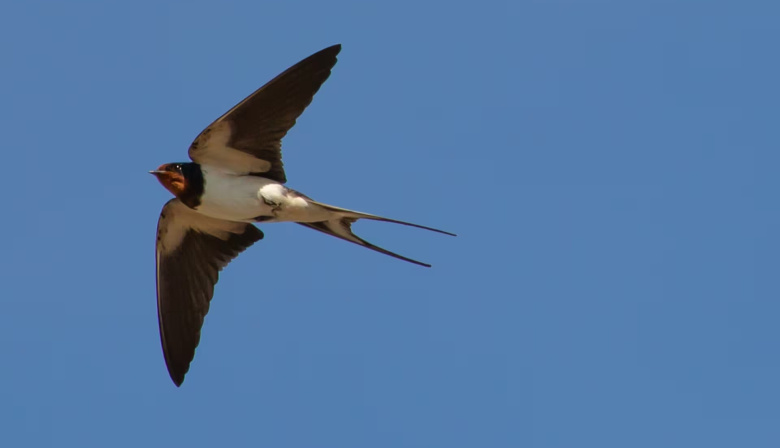 El arribo de las golondrinas migratorias a Junín, un espectáculo natural que anuncia la llegada del calor