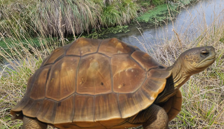 Descubrimiento único: hallaron restos fósiles de una tortuga gigante en Ascensión