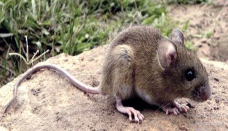 Alerta y prevención: refuerzan medidas ante el aumento de casos de hantavirus
