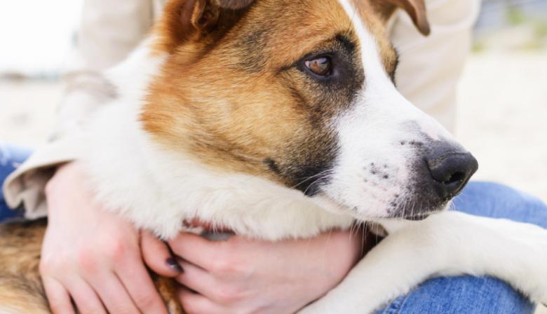 Educación y tenencia responsable: el modelo que logró reducir un 28% los perros en situación de calle