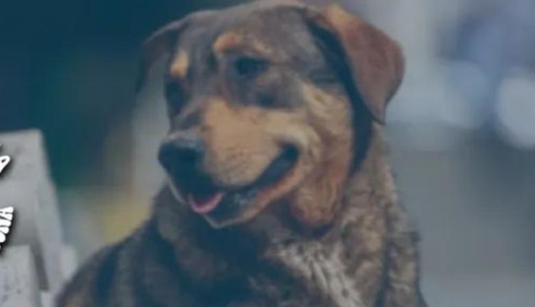 Alem implementará el registro obligatorio de mascotas desde el 1° de marzo