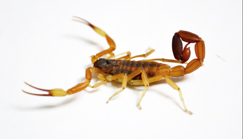 Lincoln refuerza la prevención ante la presencia de alacranes y aporta datos a una investigación provincial