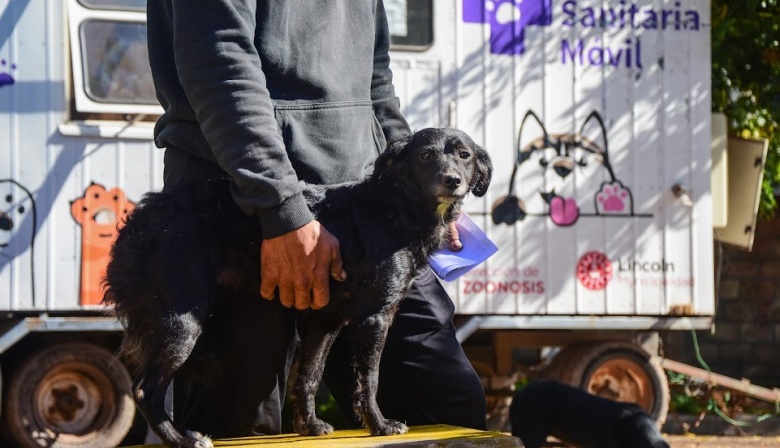 Tenencia responsable: el programa de castraciones gratuitas se extiende en barrios y localidades de Lincoln