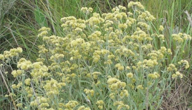 Hierbas medicinales y comestibles: las plantas silvestres que curan, alimentan y crecen en Junín y la región