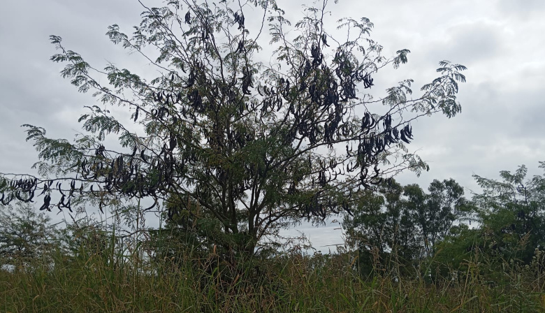 De plaga forestal a alimento: investigan el uso comestible de la acacia negra que crece en Junín y la Región