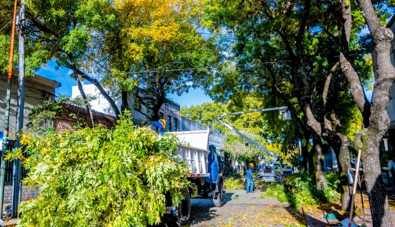 El Gobierno de Junín puso en marcha el plan de poda para el mantenimiento del arbolado