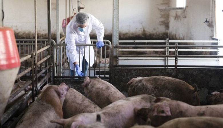 Lincoln refuerza la prevención durante la Semana de Lucha contra la Triquinosis