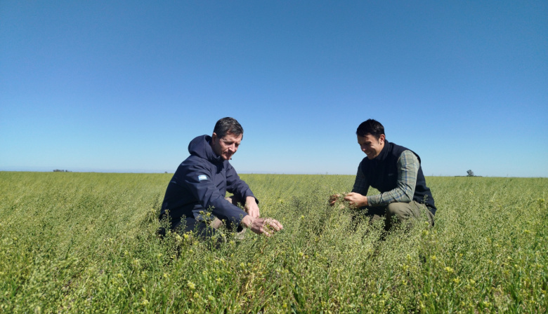 Realizaron ensayos de cultivo de camelina en Junín, una oleaginosa que impulsa el combustible del futuro