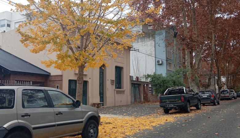 Los ginkgos de Junín: el espectáculo dorado de un árbol que sobrevivió a la era de los dinosaurios y a la bomba atómica de Hiroshima
