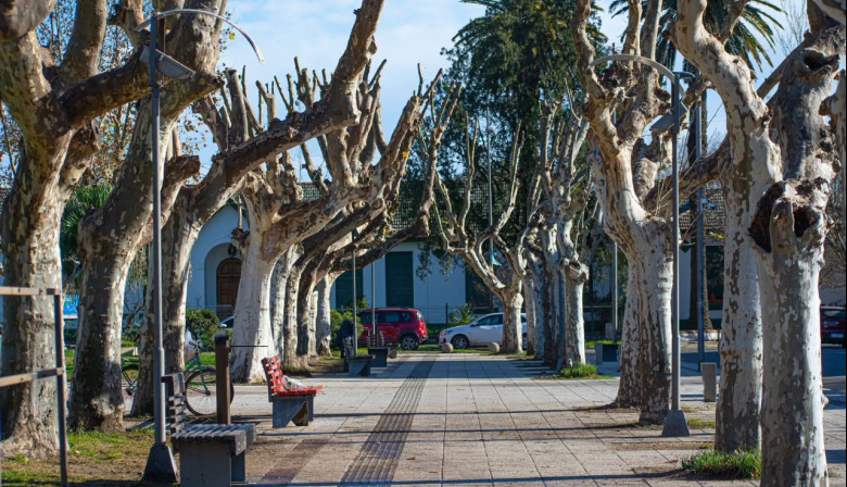 Alem impulsa junto a la UNLP proyectos de investigación sobre el arbolado urbano y el Balneario Municipal