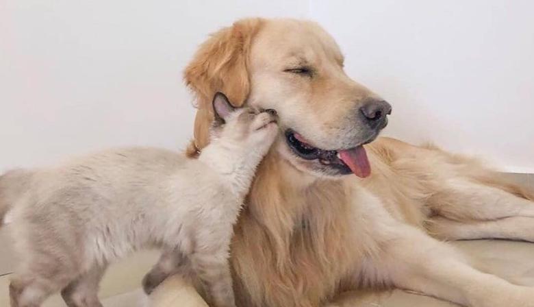 Inédito en Junín: la Mutual San Felipe amplió la cobertura para mascotas y ya cuenta con tres veterinarias adheridas