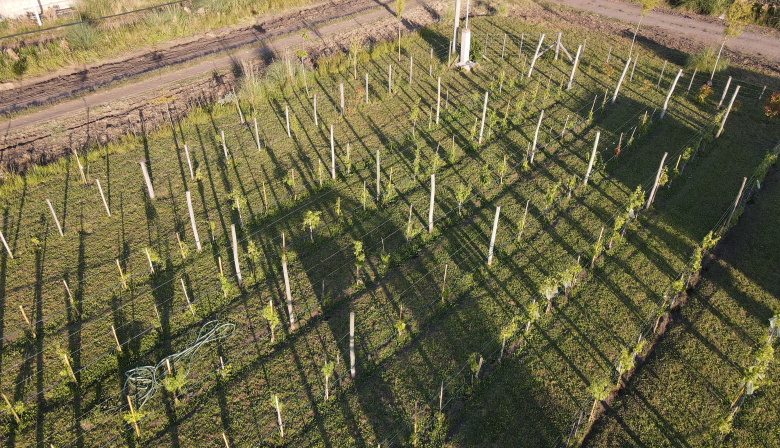 El viñedo que nació camino a la Laguna de Gómez, principal corredor turístico de Junín