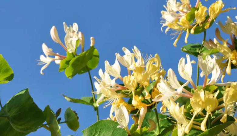 Los olores de la primavera: perfumes de la llanura que despiertan recuerdos en Junín y la Región