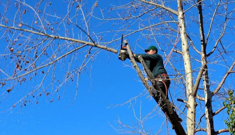 General Arenales advierte que ya finalizó el período permitido para podar árboles en la vía pública