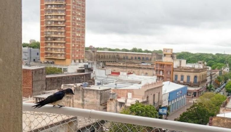 Empiezan a llegar las primeras golondrinas migratorias a Junín y la Región tras viajar miles de kilómetros desde Norteamérica
