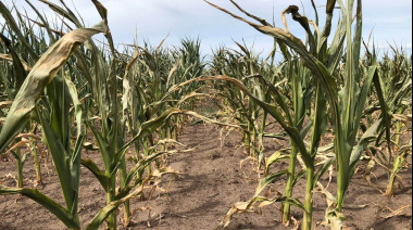 La lluvia trajo alivio al campo en Junín y la Región tras casi un mes de sequía