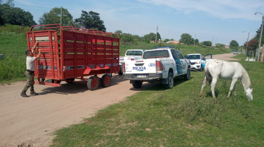 Continúan los operativos en cumplimiento a la ordenanza sobre equinos sueltos en Junín