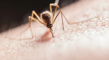 Reaparecieron los mosquitos en Junín y la Región