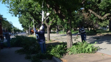 En mayo comienza la poda estacional de arbolado público