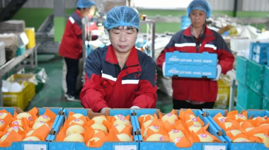 Insólito: China anunció que comenzó a exportar peras a la Argentina