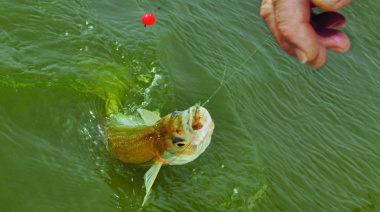 Comenzó la veda de pejerrey en toda la provincia de Buenos Aires