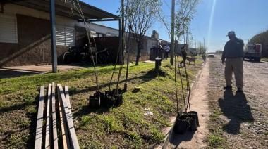 Nuevas plantaciones de árboles en veredas para un crecimiento urbano más sostenible