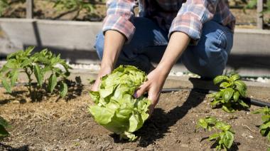 Se viene una nueva capacitación del programa "Huerta en Casa"