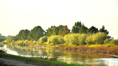 Los verdes que te van a salvar