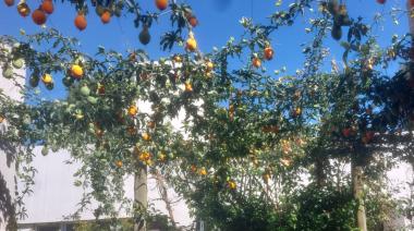 El mburucuyá silvestre en Junín: el fruto de la pasiflora que florece con la llegada del calor
