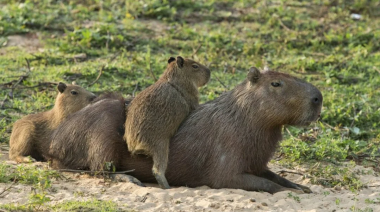 Nordelta: insólito operativo para desalojar a los carpinchos y protestas de vecinos