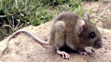 Alerta y prevención: refuerzan medidas ante el aumento de casos de hantavirus