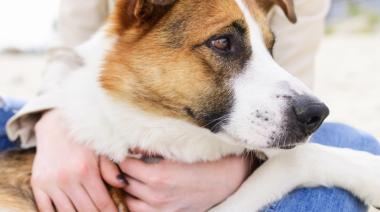 Educación y tenencia responsable: el modelo que logró reducir un 28% los perros en situación de calle