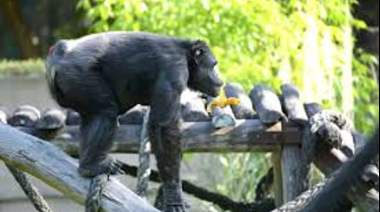 Tristeza: murió Tomy, el histórico chimpancé del ex Zoológico de La Plata
