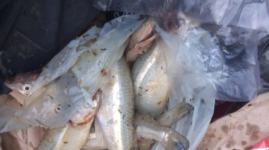 Arrojan pejerreyes a la basura: desde el Municipio de Junín advierten sobre prácticas indebidas y refuerzan el cuidado