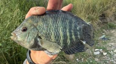 Inusual pesca de una chanchita en Junín llamó la atención de pescadores