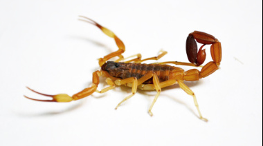 Lincoln refuerza la prevención ante la presencia de alacranes y aporta datos a una investigación provincial