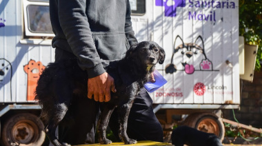 Tenencia responsable: el programa de castraciones gratuitas se extiende en barrios y localidades de Lincoln