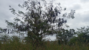 De plaga forestal a alimento: investigan el uso comestible de la acacia negra que crece en Junín y la Región