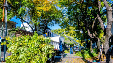El Gobierno de Junín puso en marcha el plan de poda para el mantenimiento del arbolado