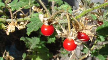 Dos “tomates” silvestres que crecen en Junín: entre la maleza, la medicina popular y la gastronomía