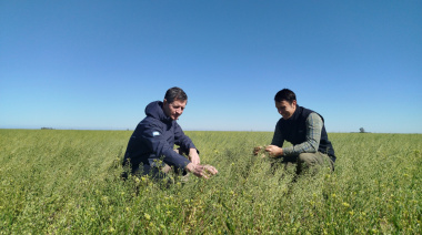 Realizaron ensayos de cultivo de camelina en Junín, una oleaginosa que impulsa el combustible del futuro