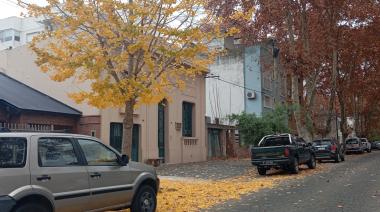 Los ginkgos de Junín: el espectáculo dorado de un árbol que sobrevivió a la era de los dinosaurios y a la bomba atómica de Hiroshima
