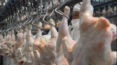 El pollo hace historia en la mesa de los argentinos: ya supera a la carne vacuna en consumo