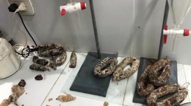 Tras casos confirmados de triquinosis, el Municipio de Lincoln inspecciona comercios que venden chacinados y embutidos de cerdo