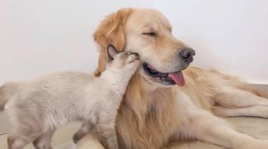 Inédito en Junín: la Mutual San Felipe amplió la cobertura para mascotas y ya cuenta con tres veterinarias adheridas