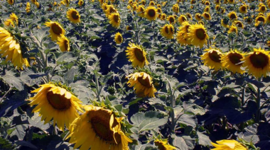 El girasol se posiciona como nueva estrella del agro argentino