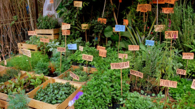 Ascensión y La Angelita tendrán talleres gratuitos sobre plantas aromáticas