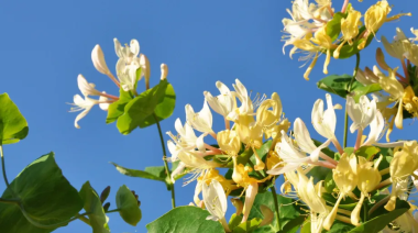 Los olores de la primavera: perfumes de la llanura que despiertan recuerdos en Junín y la Región